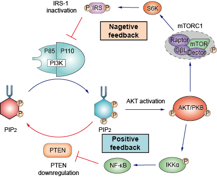 The positive and negative feedback mechanism of PI3K-AKT pathway